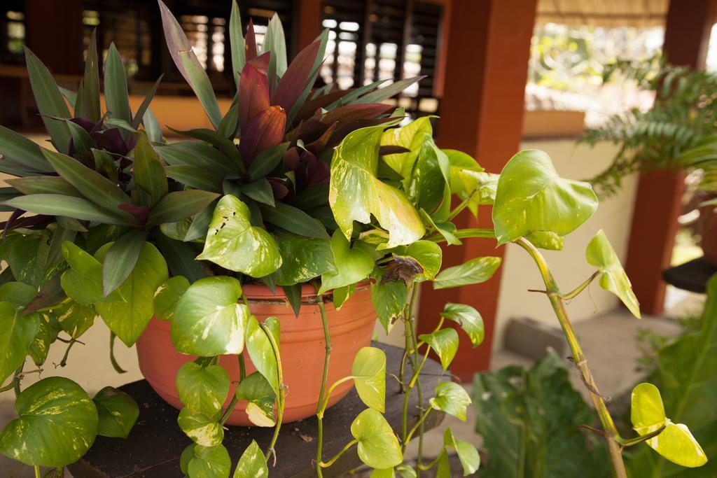 Windy Hill Resort San Ignacio Zewnętrze zdjęcie